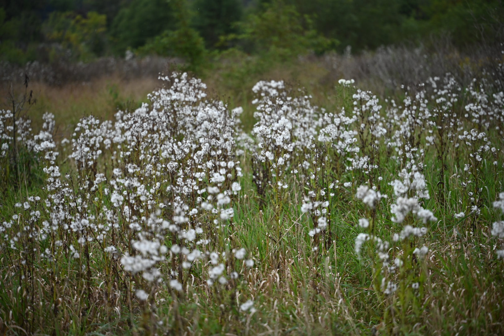 Wild Lettuce